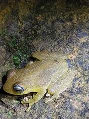 Raorchestes luteolus