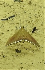 Hyalobathra crenulata