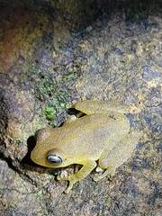 Raorchestes luteolus