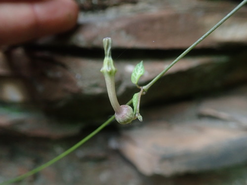 Ceropegia woodii