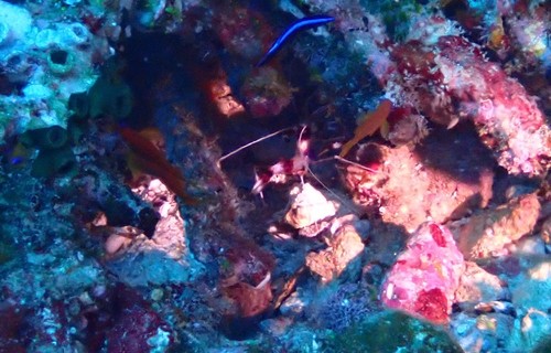 Banded Coral Shrimp (Stenopus hispidus)