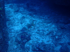 Lethrinidae