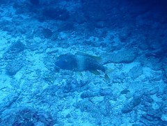 Lethrinidae