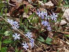 Phlox bifida