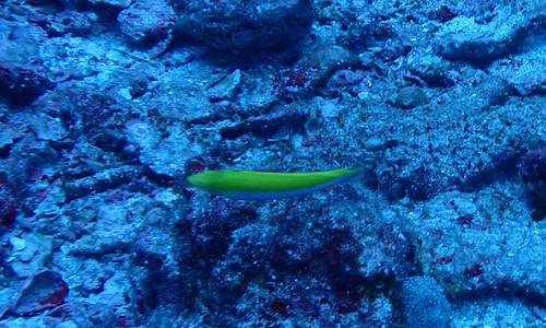 Canarytop Wrasse (Halichoeres leucoxanthus)