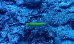 Halichoeres leucoxanthus