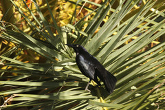 Quiscalus mexicanus