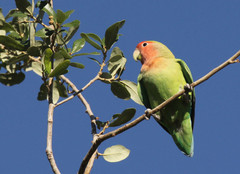 Agapornis roseicollis