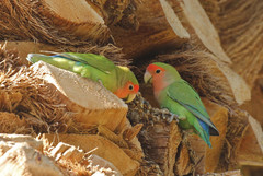 Agapornis roseicollis