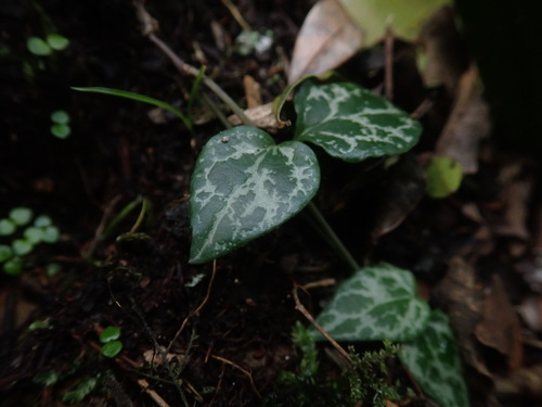 Ceropegia woodii