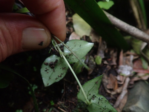 Image of Ceropegia woodii by no rights reserved