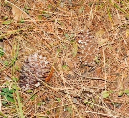 Chir pine (Pinus roxburghii)