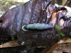 Columbinia