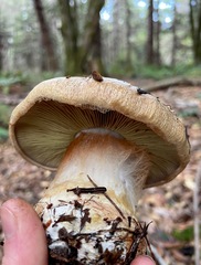 Cortinarius vellingae
