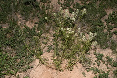 Lepidium alyssoides
