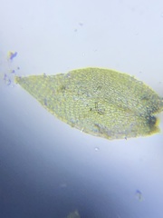 Clasmatodon parvulus