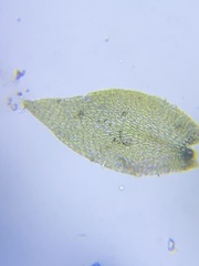 Clasmatodon parvulus
