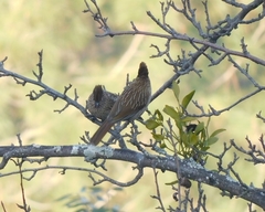 Grammatoptila striata