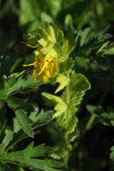 Rhynchocorys stricta