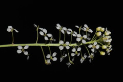 Lepidium alyssoides