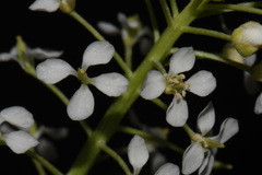 Lepidium alyssoides