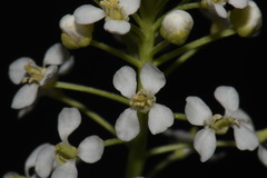 Lepidium alyssoides