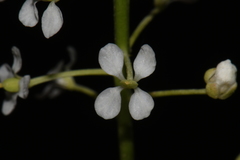 Lepidium alyssoides