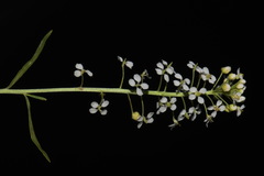 Lepidium alyssoides