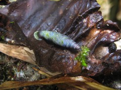 Columbinia