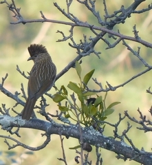 Grammatoptila striata