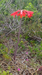 Cyrtanthus fergusoniae