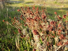 Eriogonum wrightii trachygonum