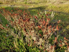 Eriogonum wrightii trachygonum