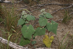 Allowissadula lozanoi