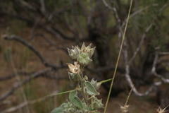 Allowissadula lozanoi