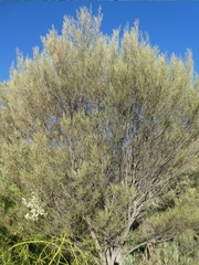 Acacia aneura