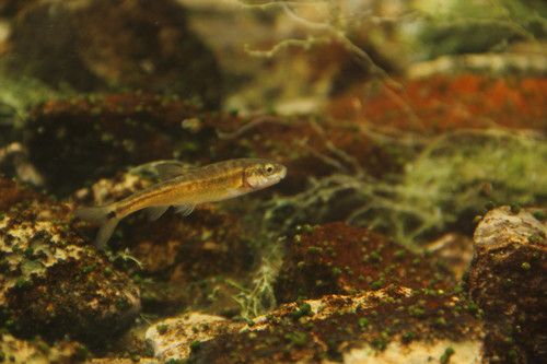 Moapa dace (Moapa coriacea) — Cyprinidae — 4