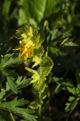 Rhynchocorys stricta