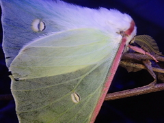 Actias aliena aliena