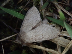 Cnethodonta grisescens