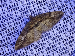 Pseuderannis lomozemia