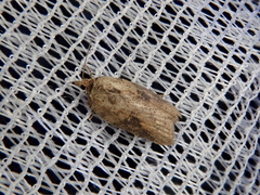 Acleris submaccana