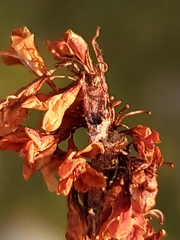 Eriogonum wrightii trachygonum