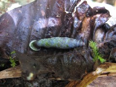 Columbinia