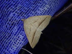 Petrophora chlorosata
