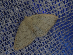 Lomographa subspersata