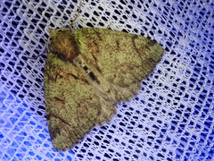 Dindica virescens