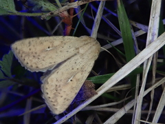 Mythimna flavostigma