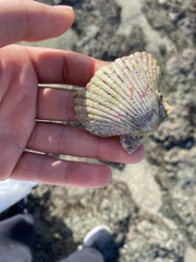 Argopecten ventricosus