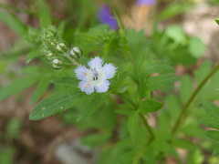 Phacelia purshii